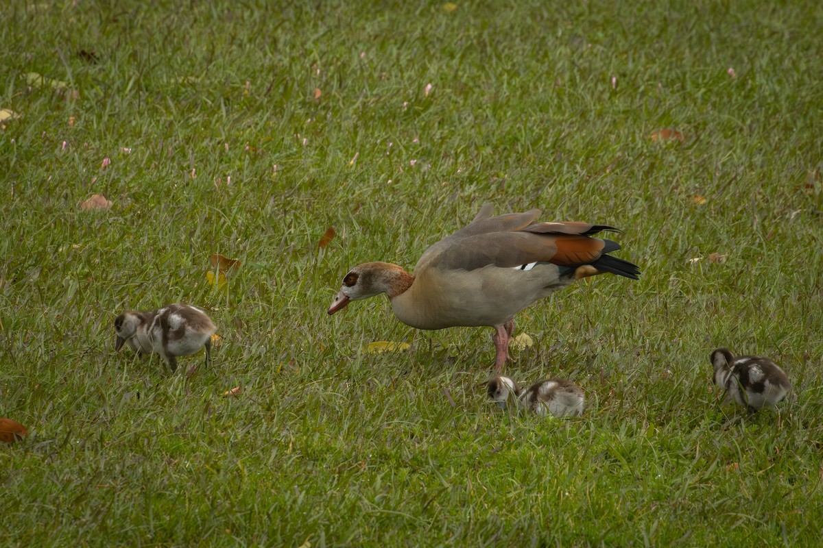 Egyptian Goose - Antonio Rodriguez-Sinovas