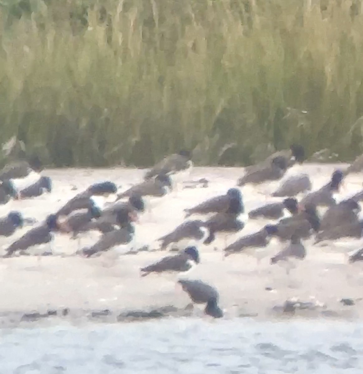 American Oystercatcher - ML624127316