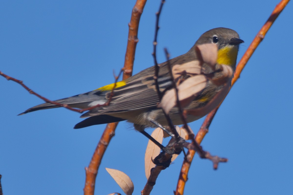 Yellow-rumped Warbler (Audubon's) - ML624127323