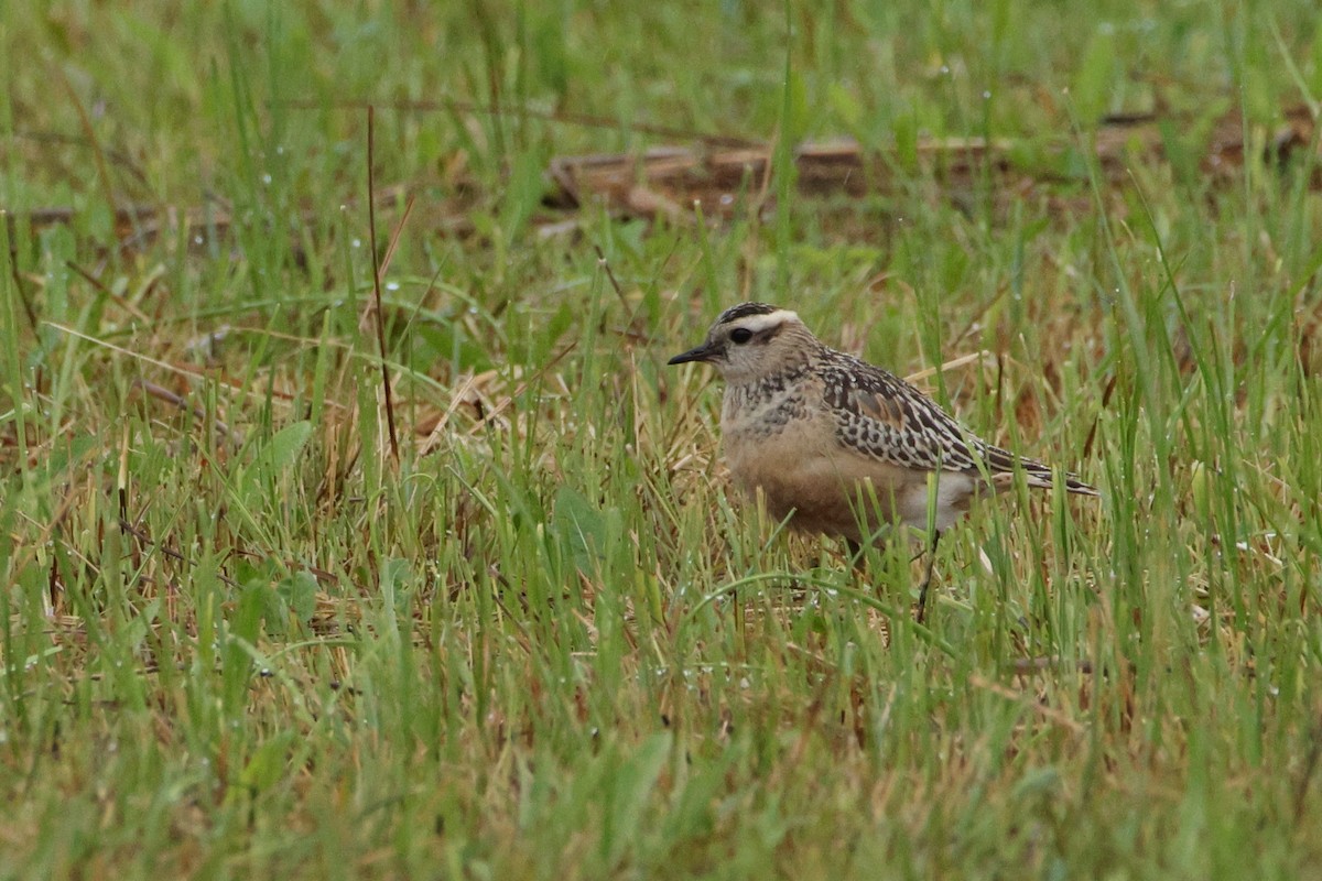 Eurasian Dotterel - ML624127324