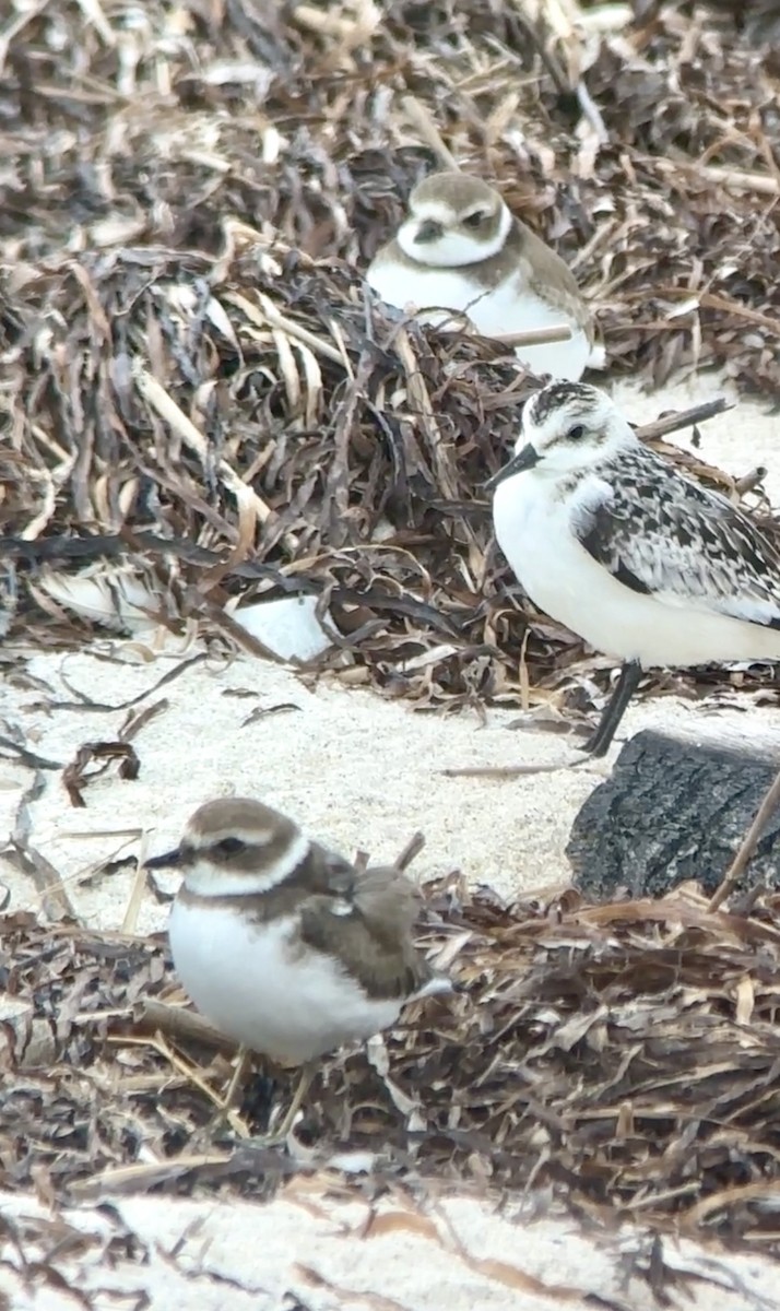 Semipalmated Plover - ML624127328