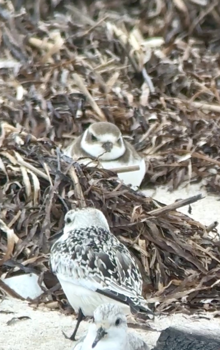 Semipalmated Plover - ML624127329