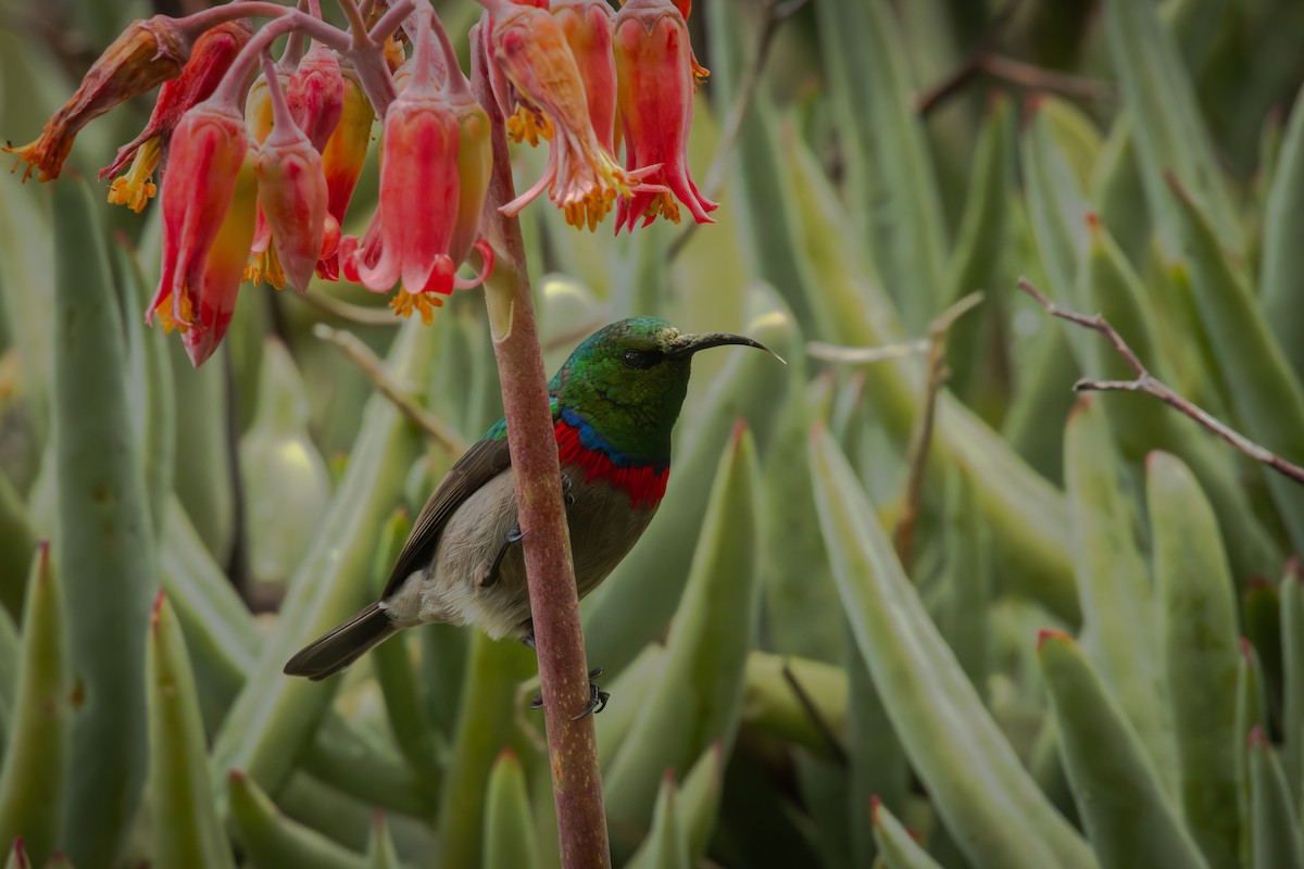 Southern Double-collared Sunbird - Antonio Rodriguez-Sinovas