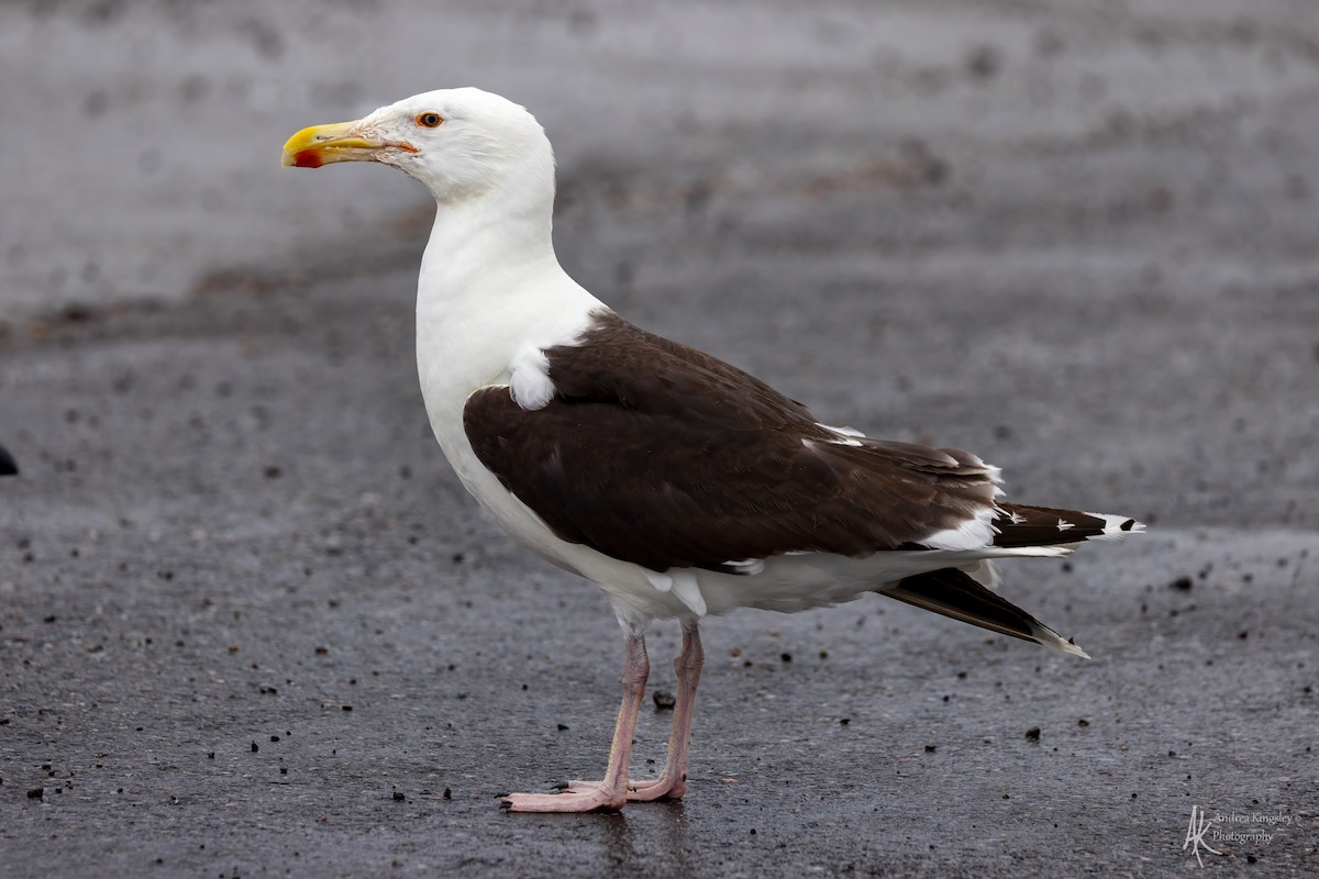 Great Black-backed Gull - ML624127360