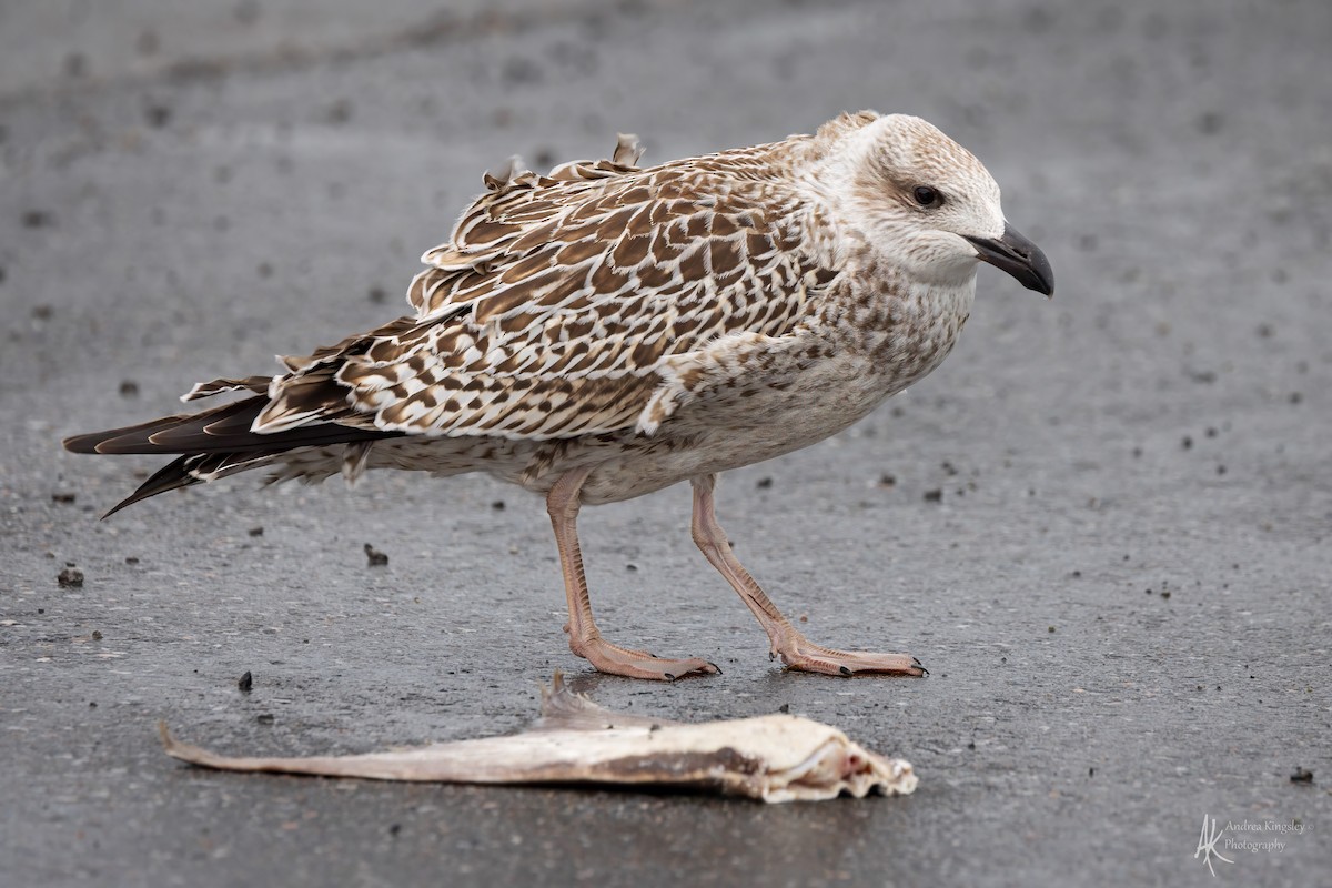 American Herring Gull - ML624127370