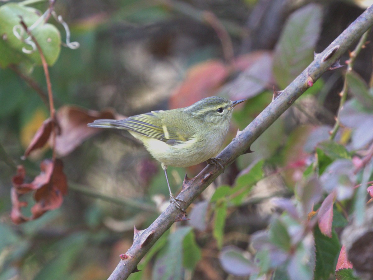 Buff-barred Warbler - Menachem Goldstein