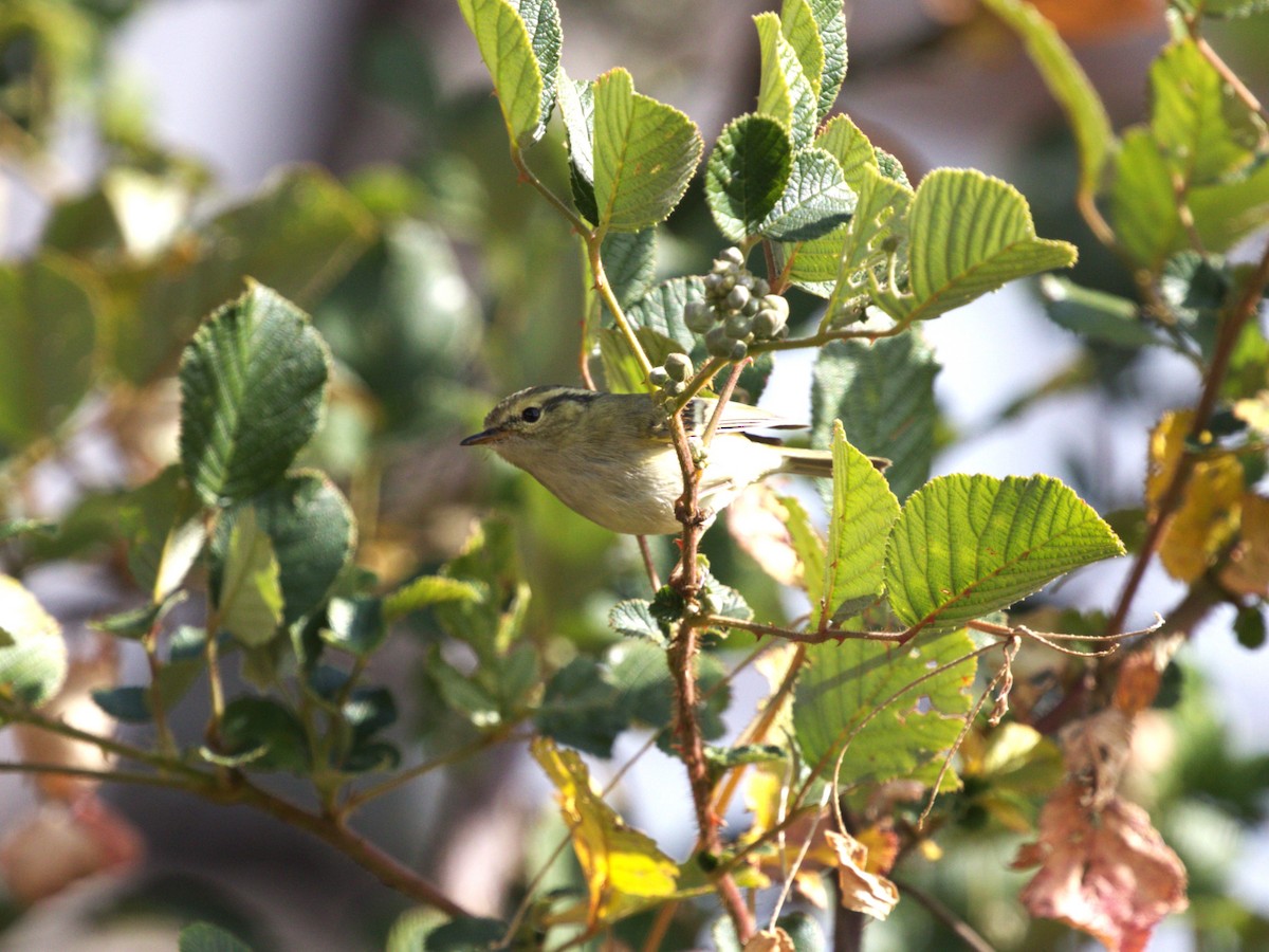 Lemon-rumped Warbler - Menachem Goldstein