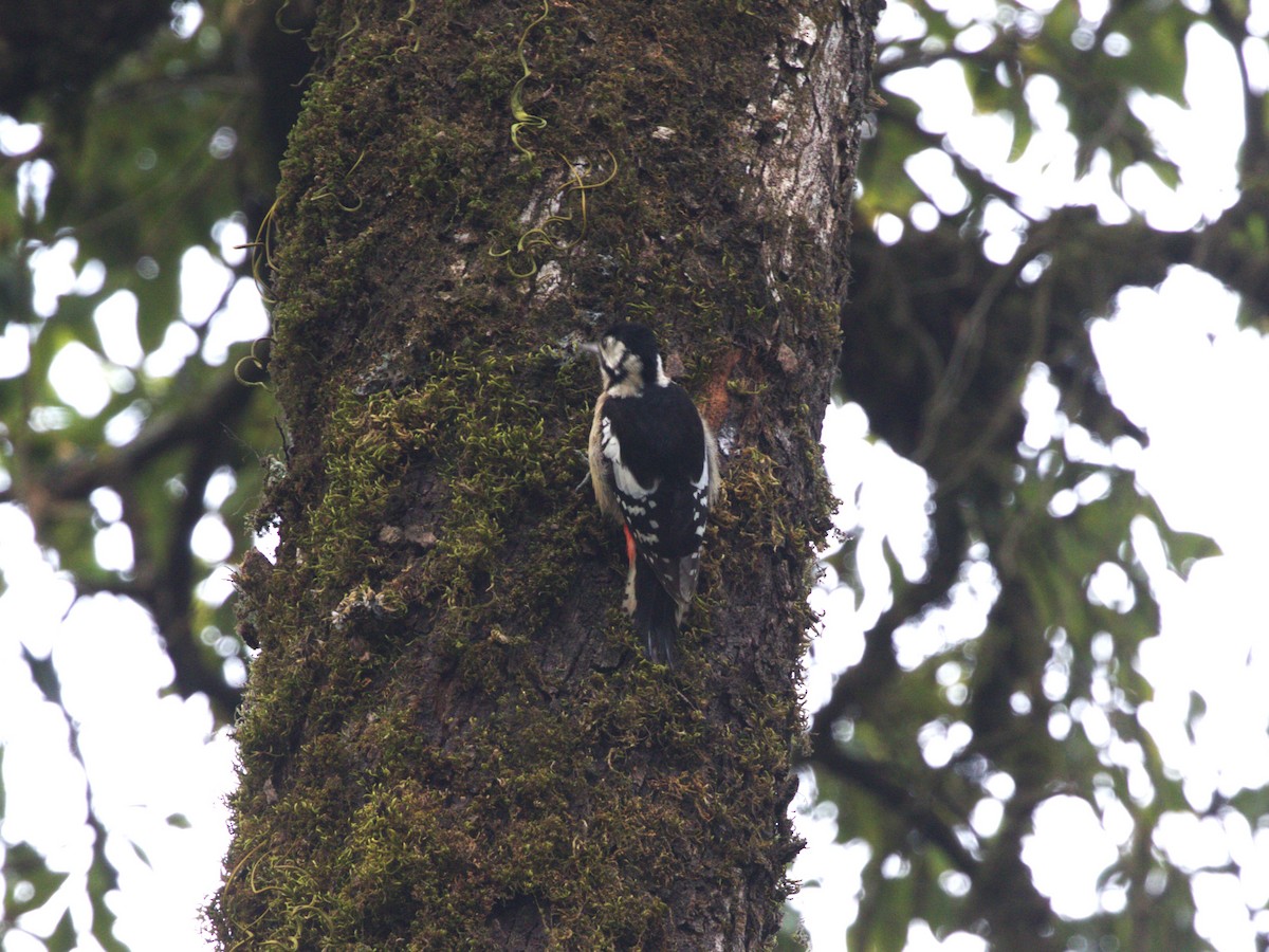 Himalayan Woodpecker - ML624127414