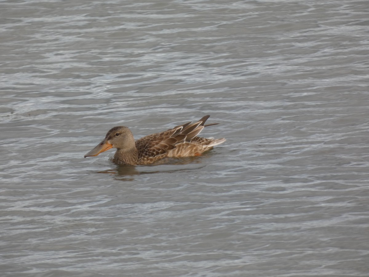 Northern Shoveler - ML624127424