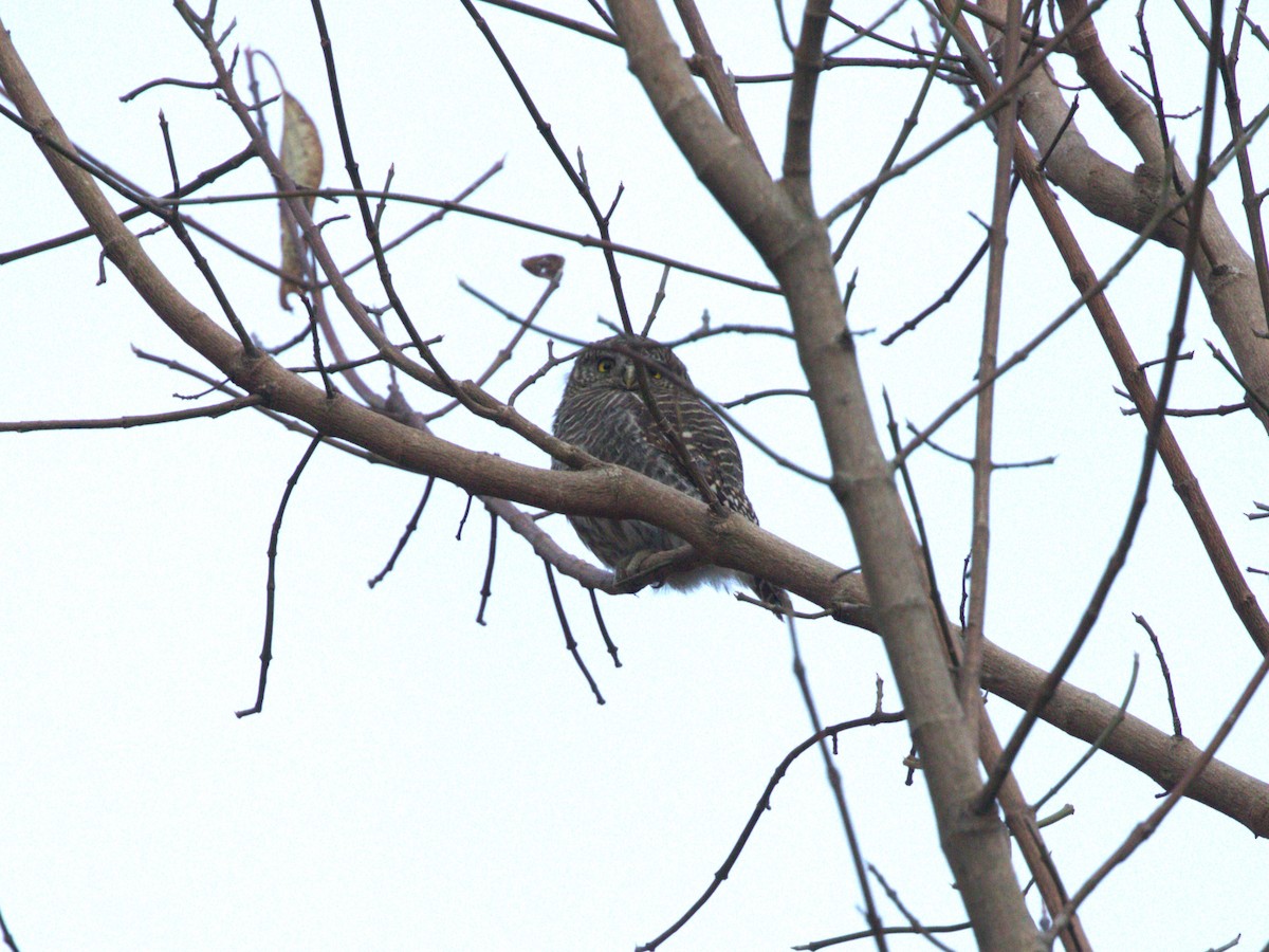 Asian Barred Owlet - ML624127430