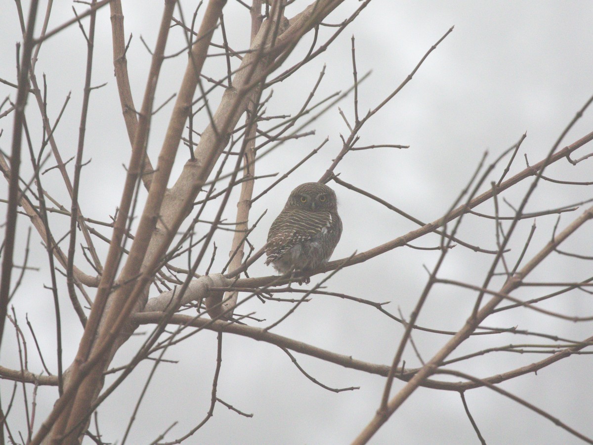 Asian Barred Owlet - ML624127431