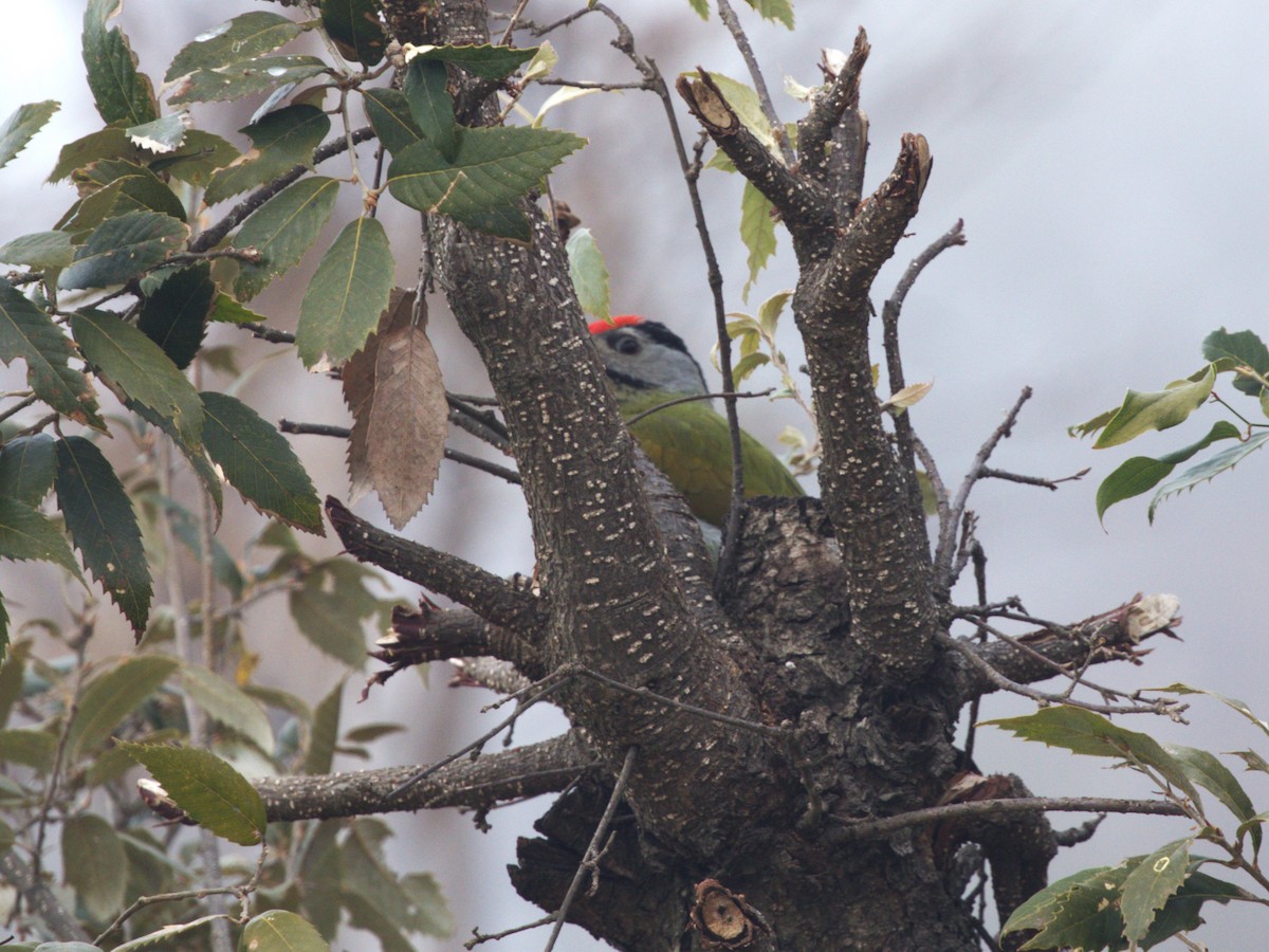 Gray-headed Woodpecker - ML624127442