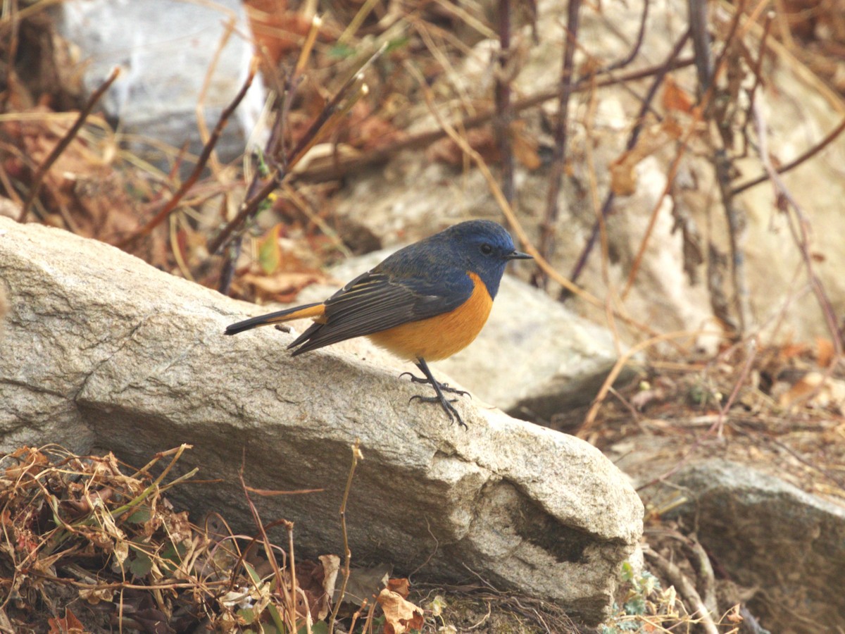 Blue-fronted Redstart - ML624127469