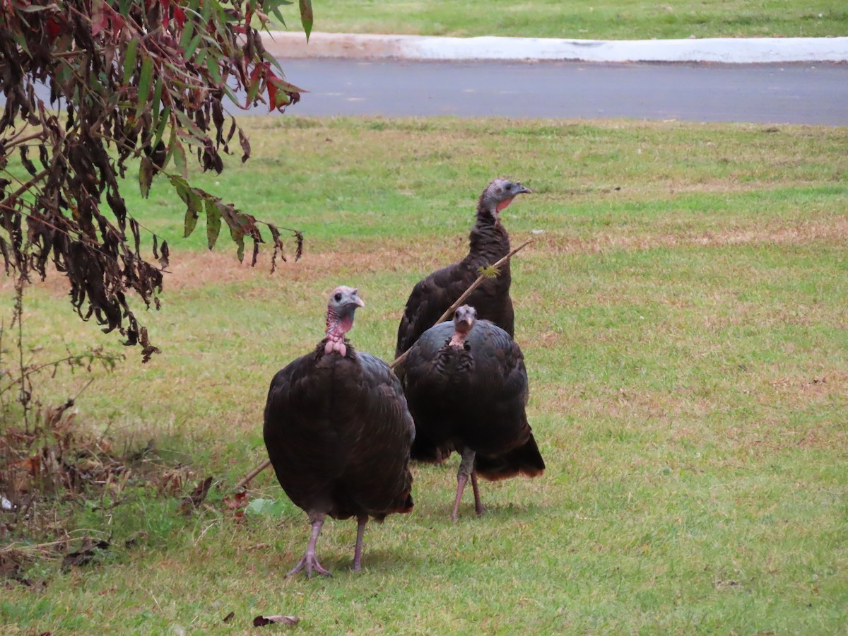 Wild Turkey - Christine Cote