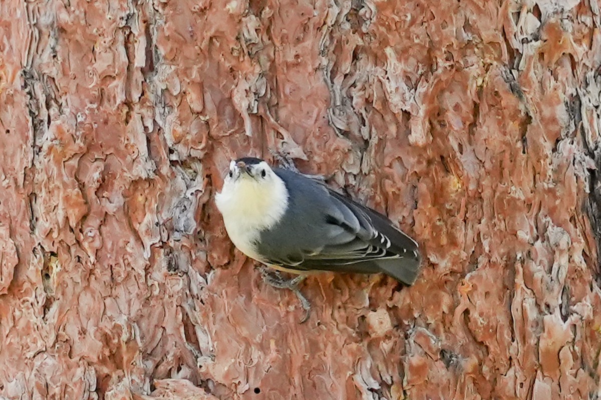 White-breasted Nuthatch - ML624127494