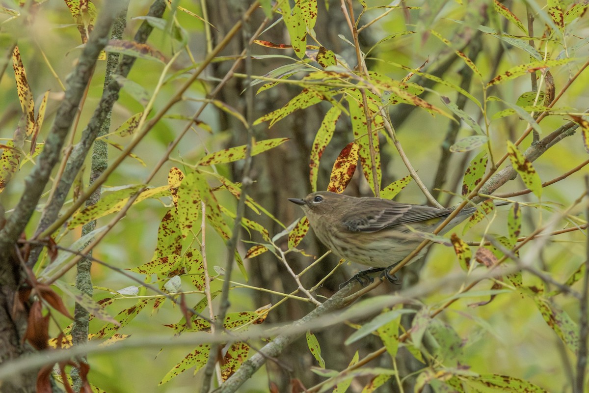 Yellow-rumped Warbler - ML624127512