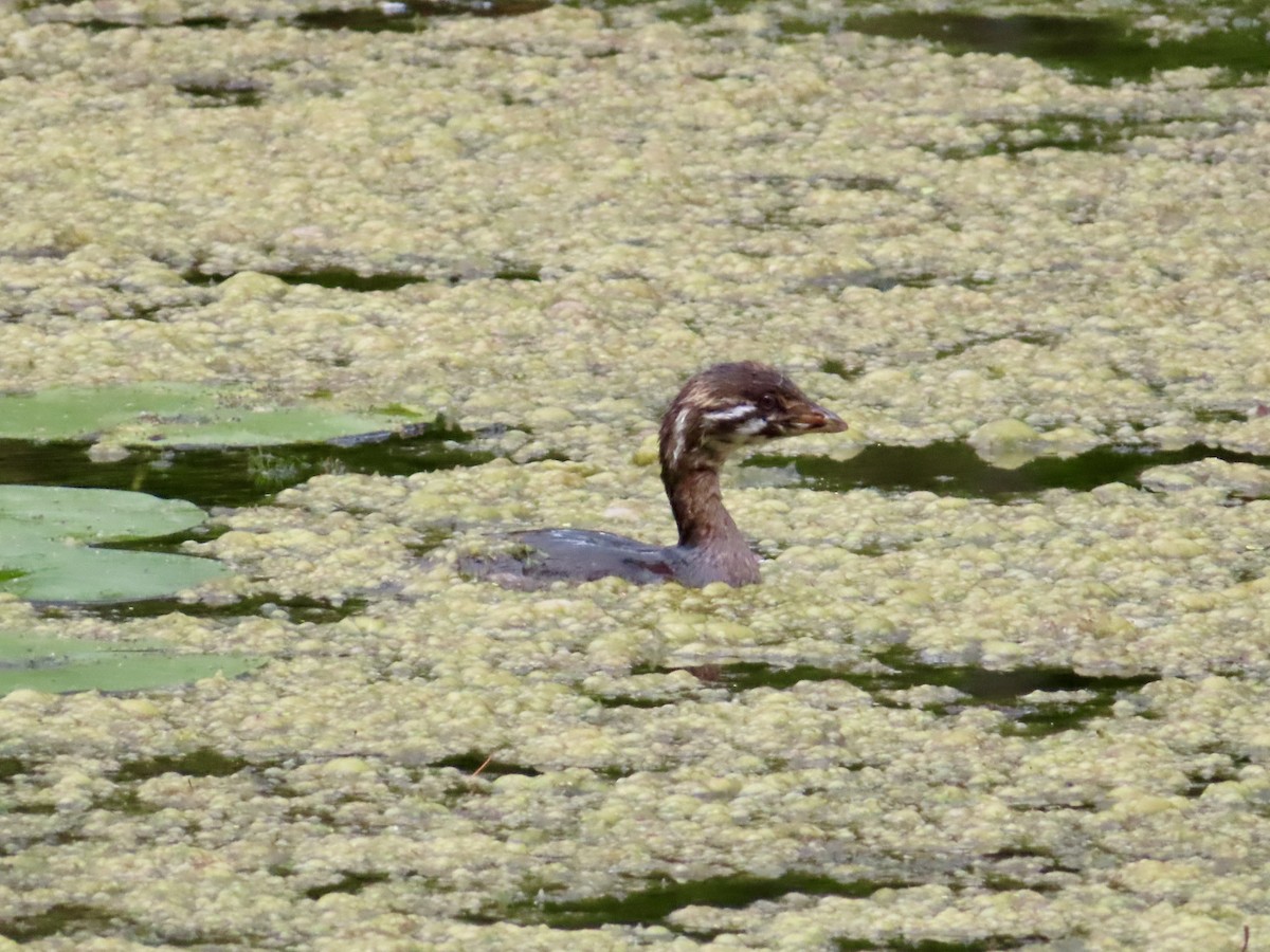 Pied-billed Grebe - Christine Cote