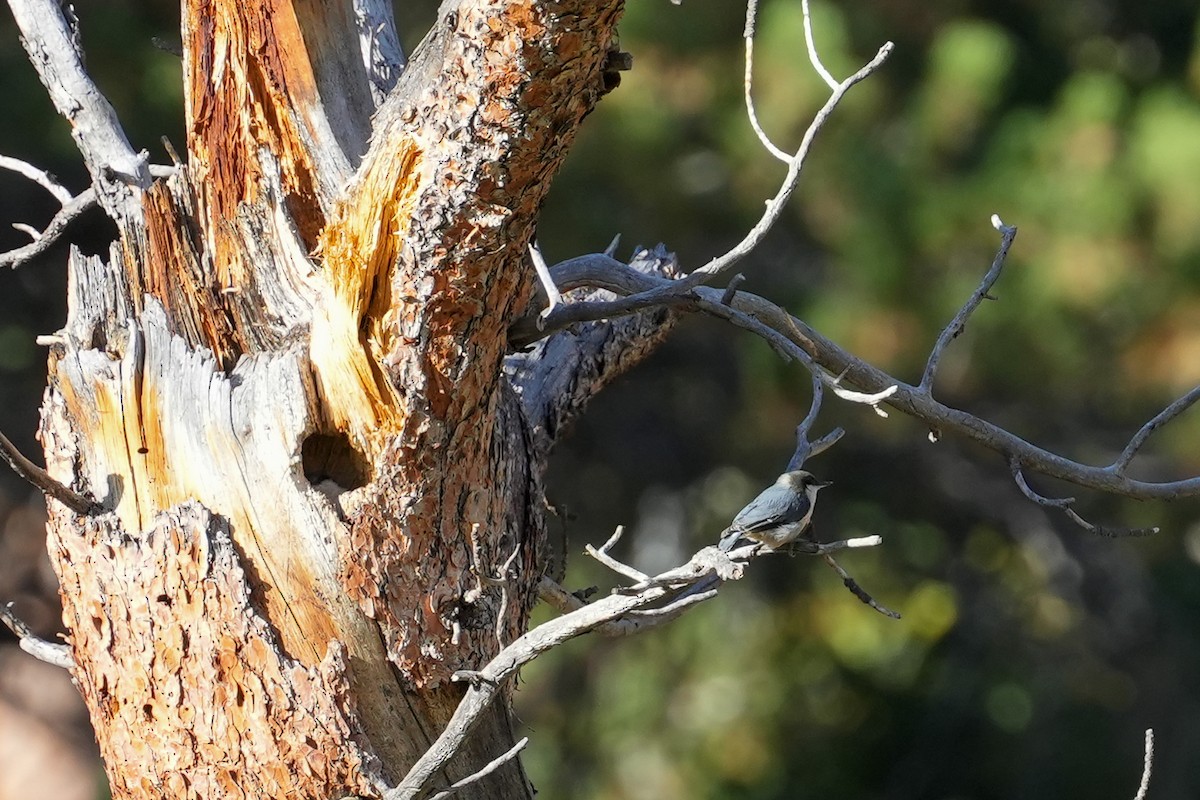 Pygmy Nuthatch - ML624127520