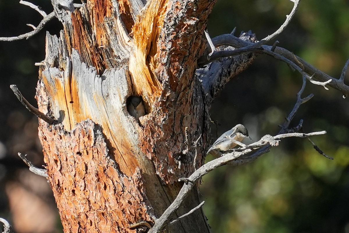 Pygmy Nuthatch - ML624127521