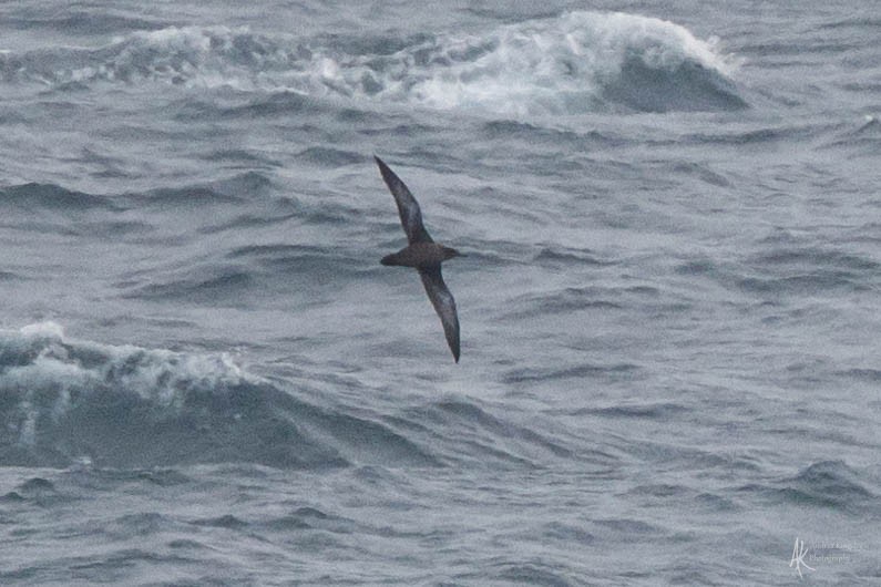 Sooty Shearwater - ML624127526