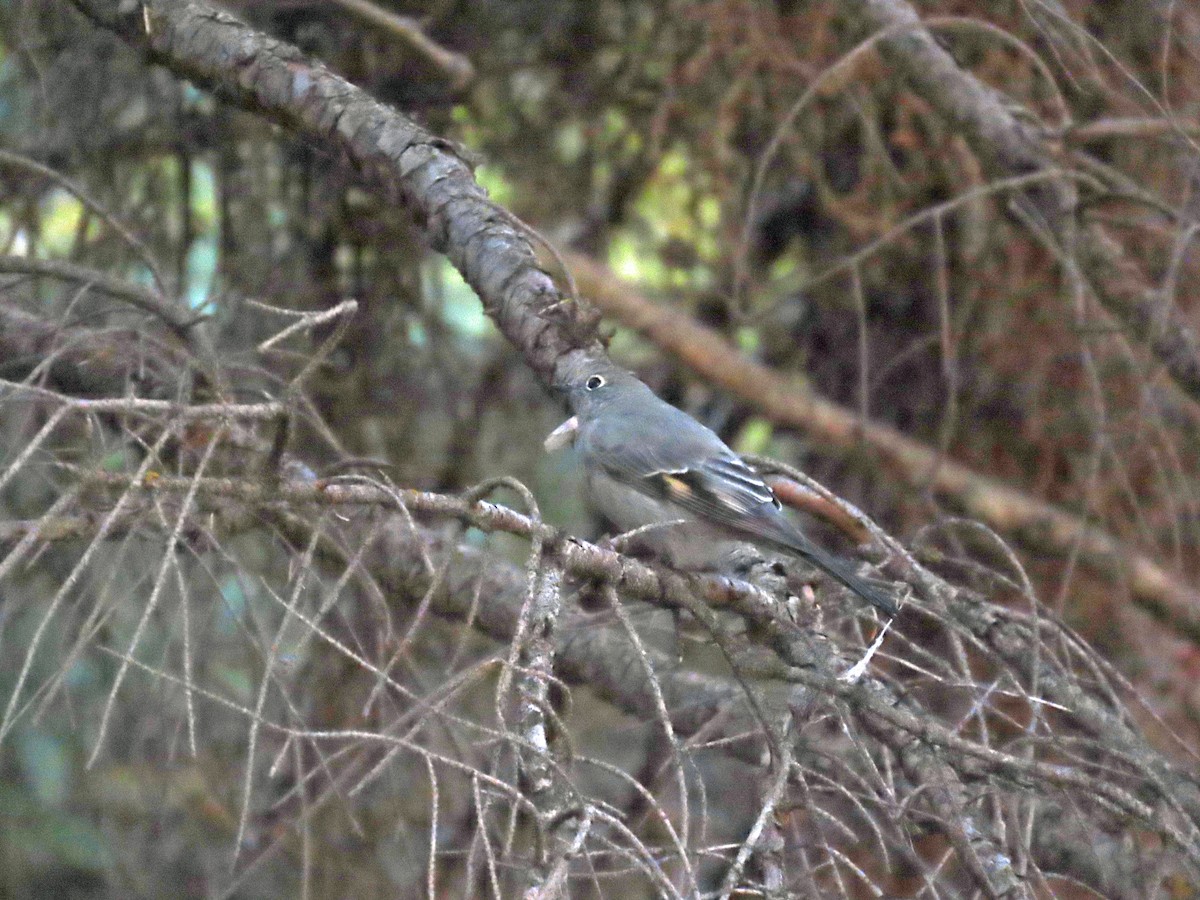 Townsend's Solitaire - JoAnn Potter Riggle 🦤