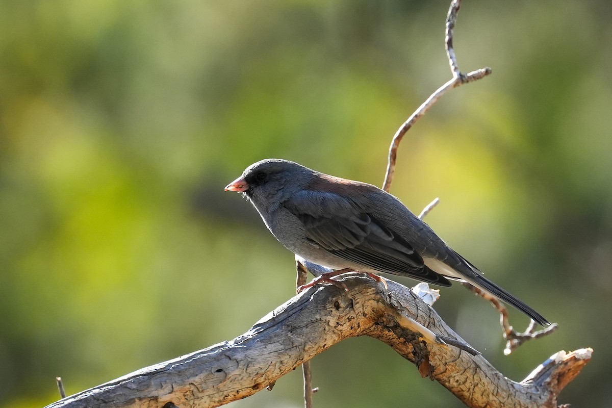 Dark-eyed Junco - ML624127542