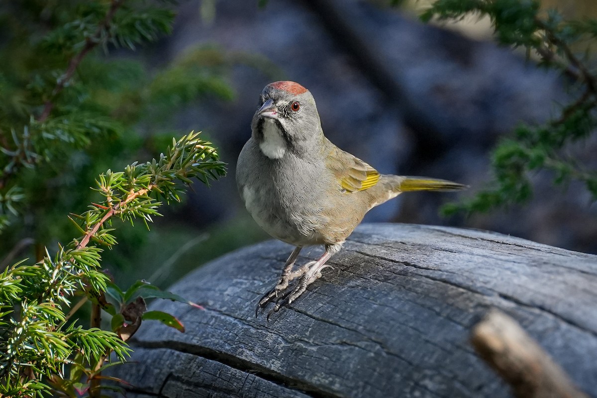 Green-tailed Towhee - ML624127548