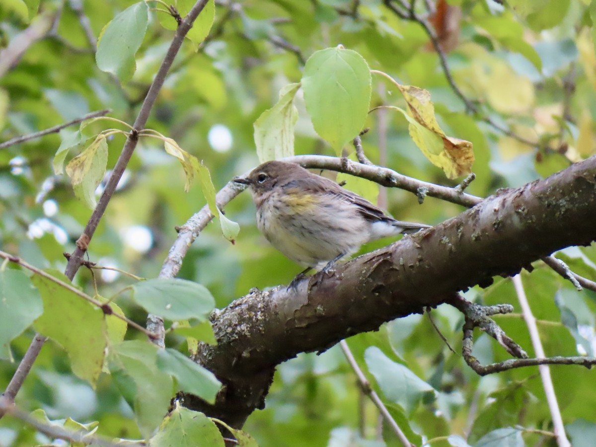 Yellow-rumped Warbler - ML624127603