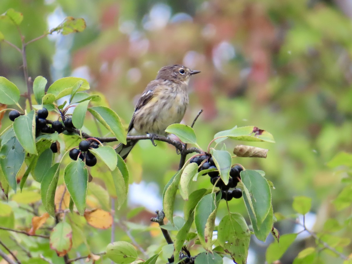 Yellow-rumped Warbler - ML624127604