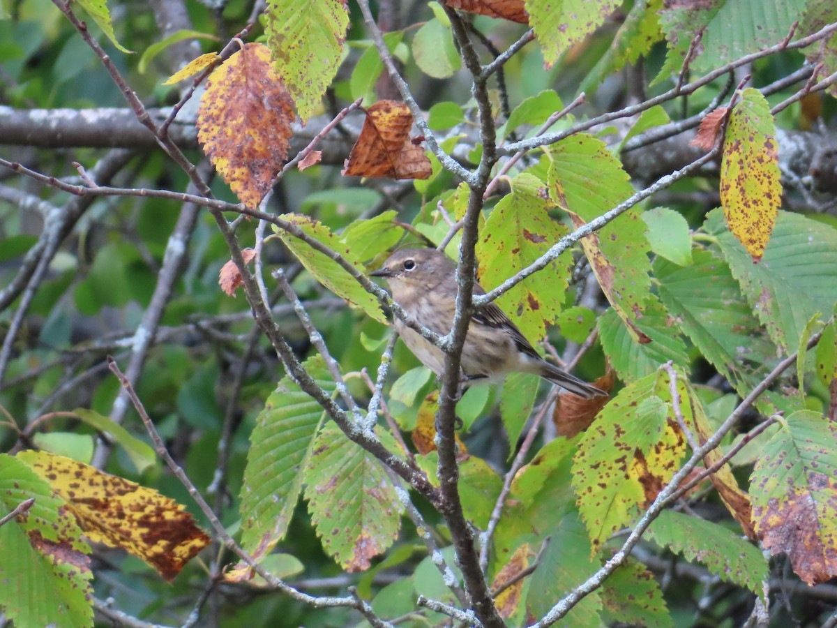 Yellow-rumped Warbler - ML624127605