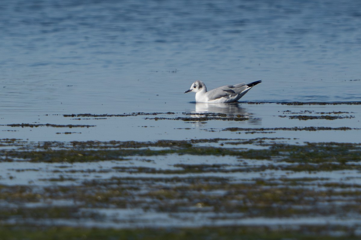 Bonaparte's Gull - ML624127642