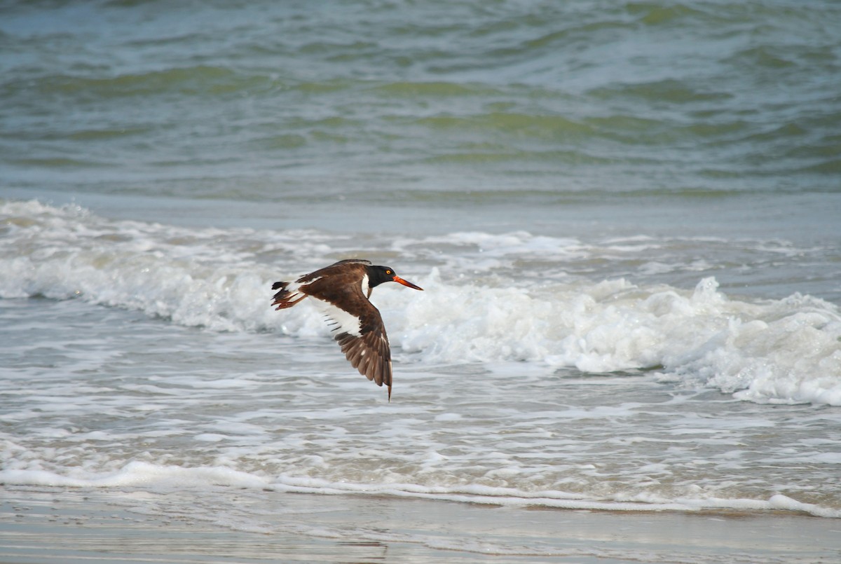 American Oystercatcher - ML624127648