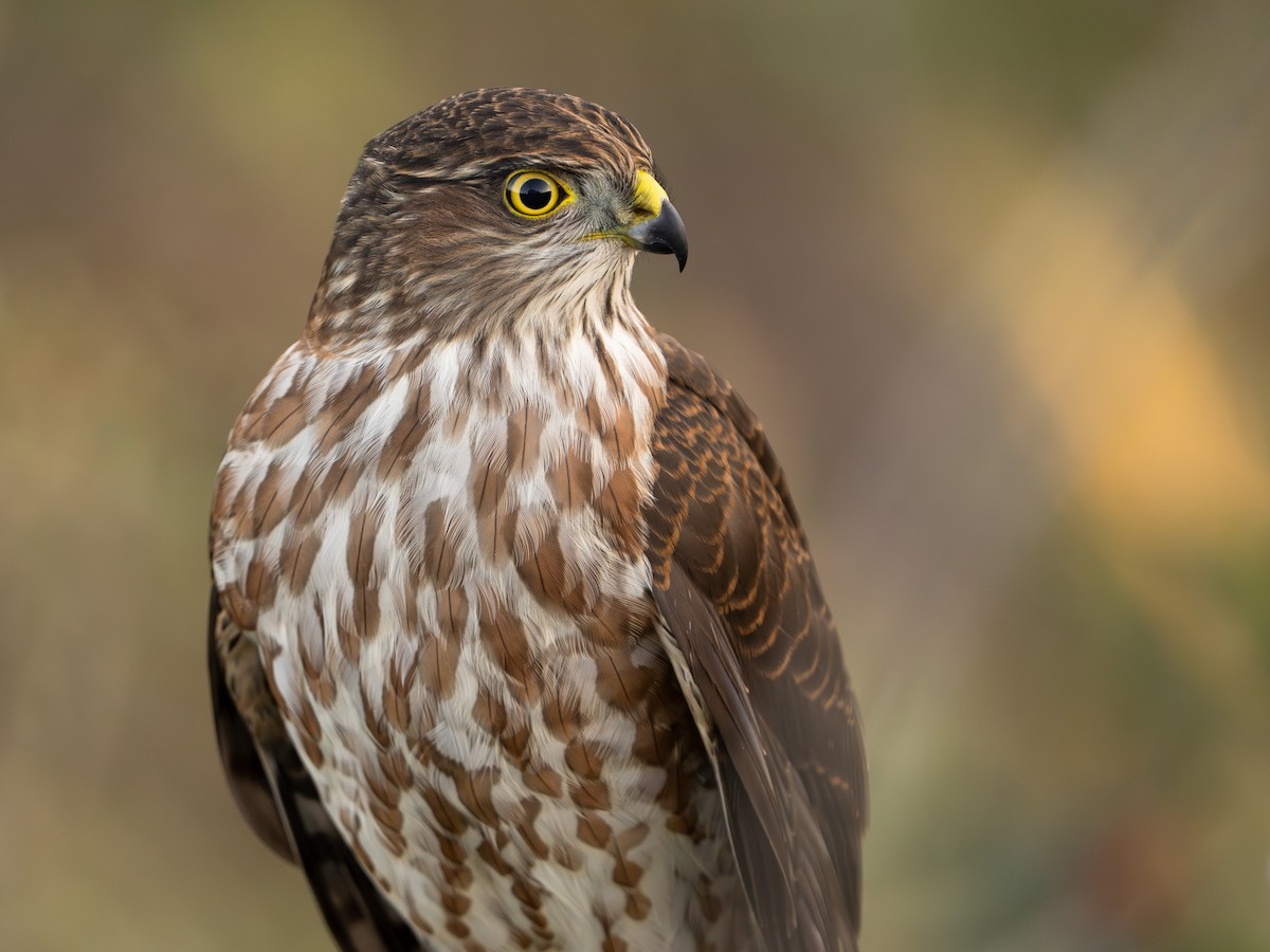 Sharp-shinned Hawk - ML624127666