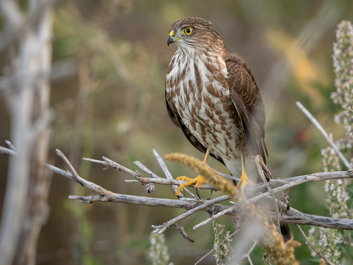 Sharp-shinned Hawk - ML624127667