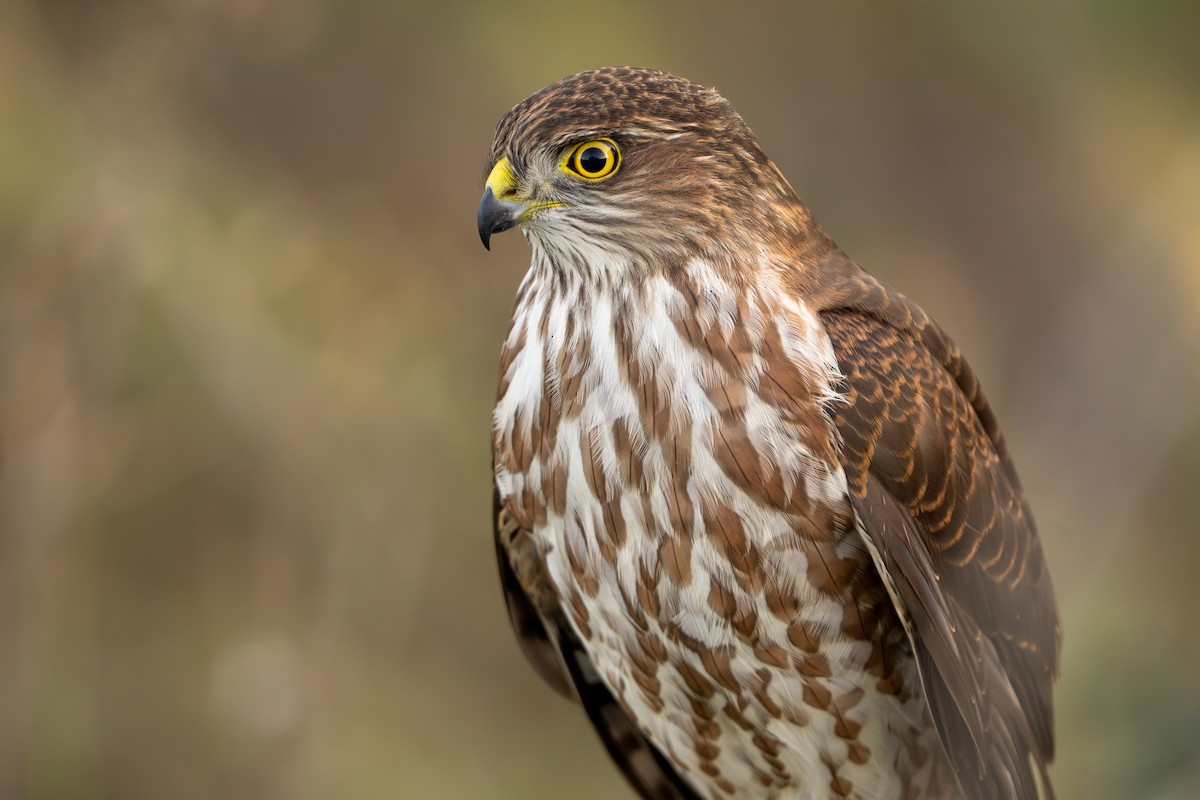 Sharp-shinned Hawk - ML624127668