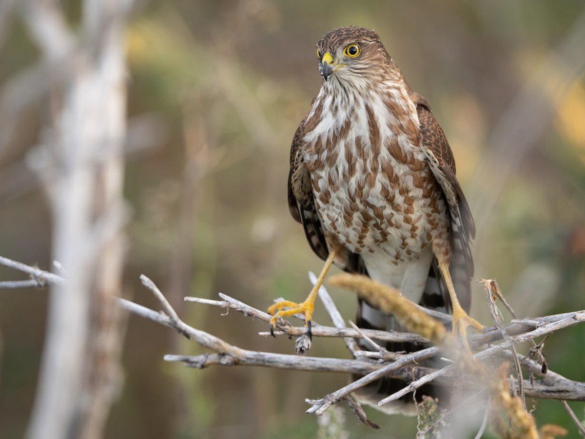 Sharp-shinned Hawk - ML624127669