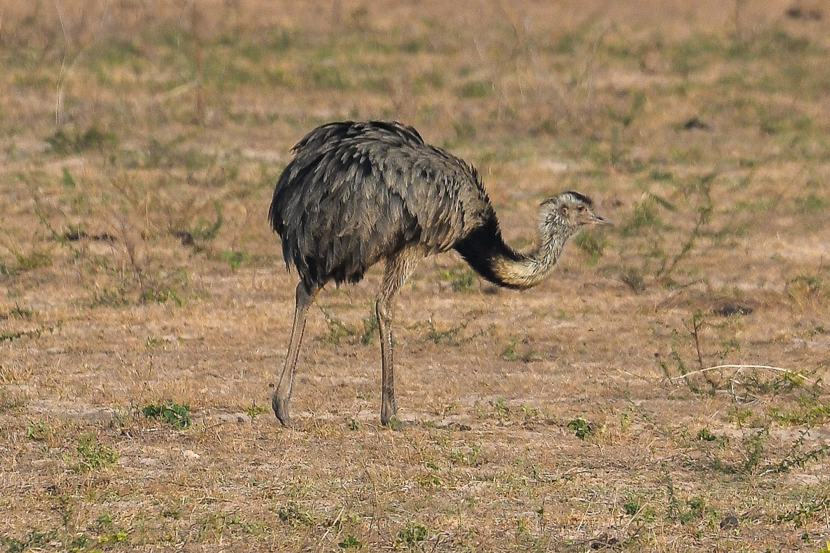 Greater Rhea - ML624127676