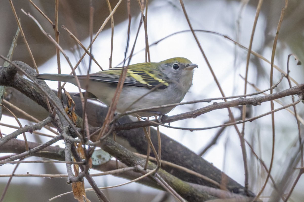 Chestnut-sided Warbler - Bradley Hacker 🦜