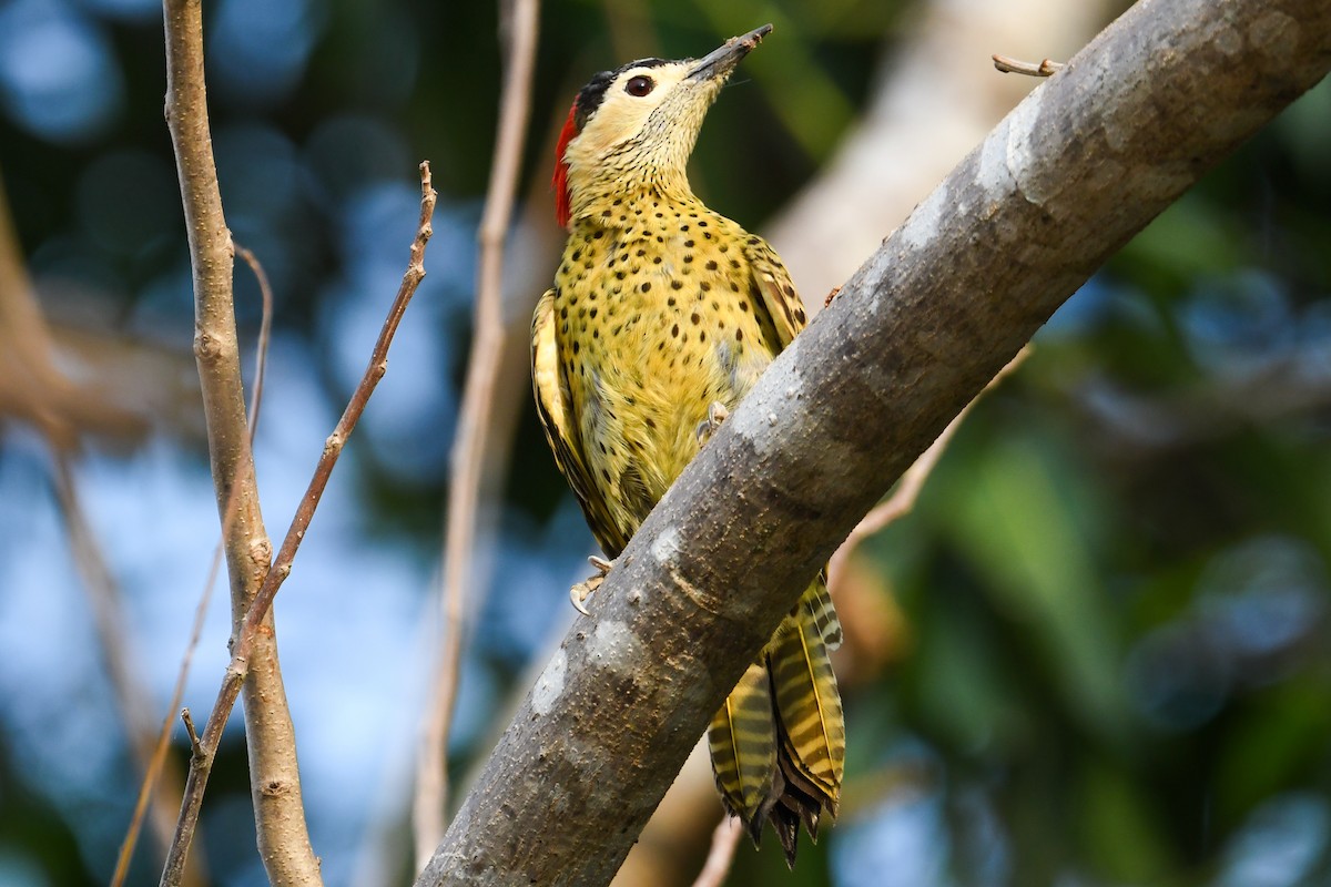 Green-barred Woodpecker - ML624127682