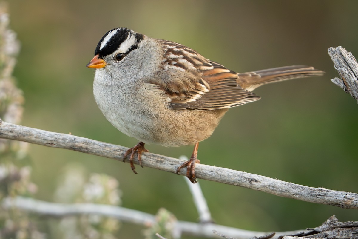 White-crowned Sparrow - ML624127695