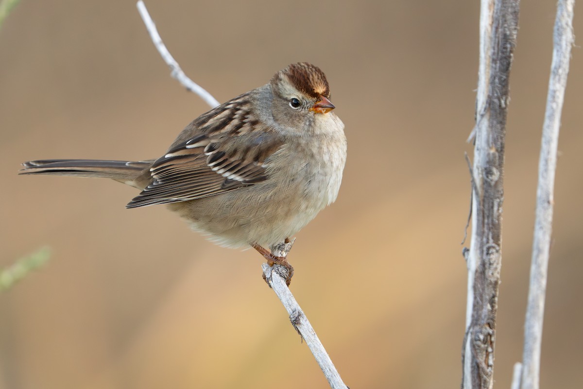 White-crowned Sparrow - ML624127696