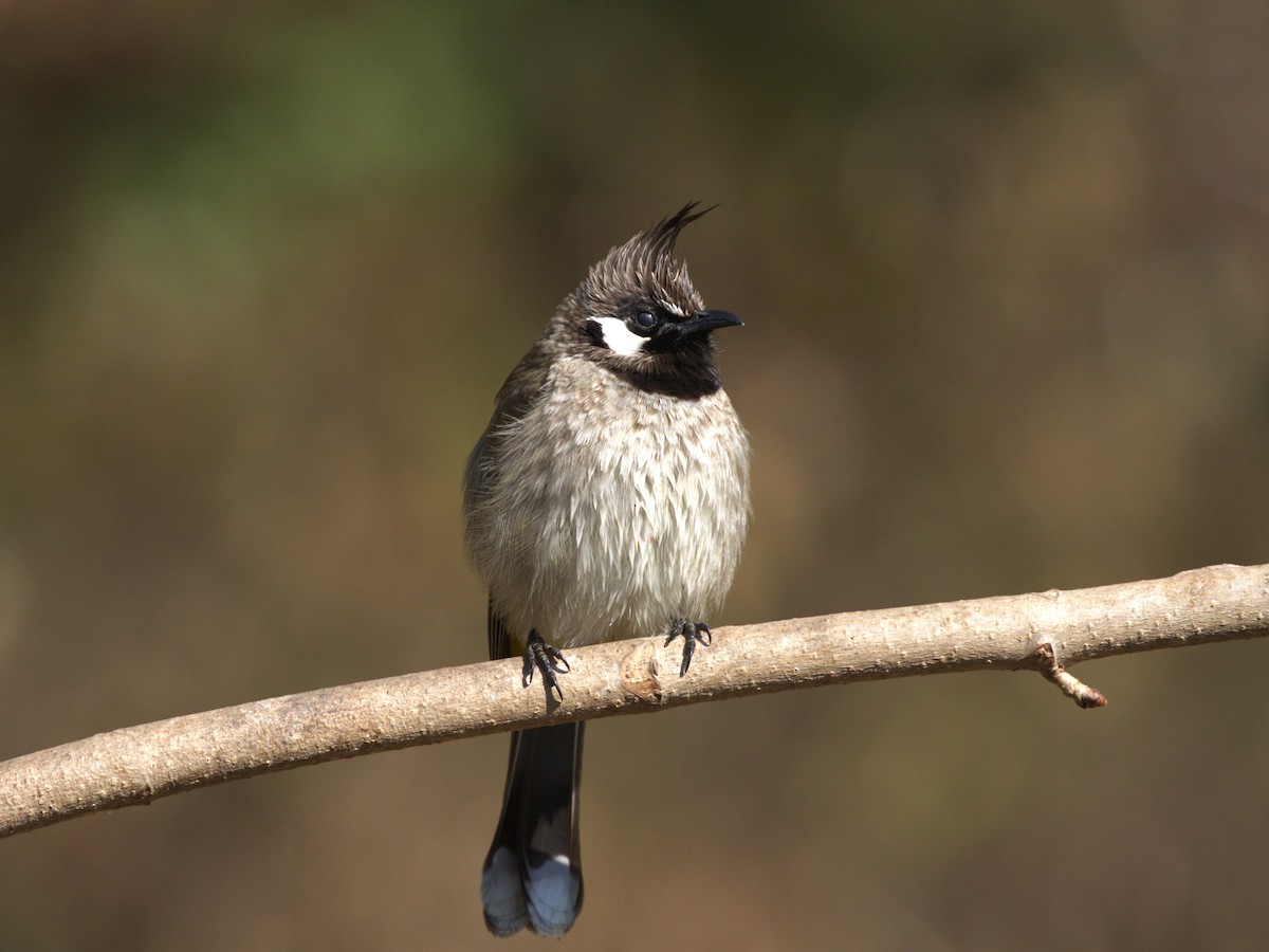 Himalayan Bulbul - Menachem Goldstein