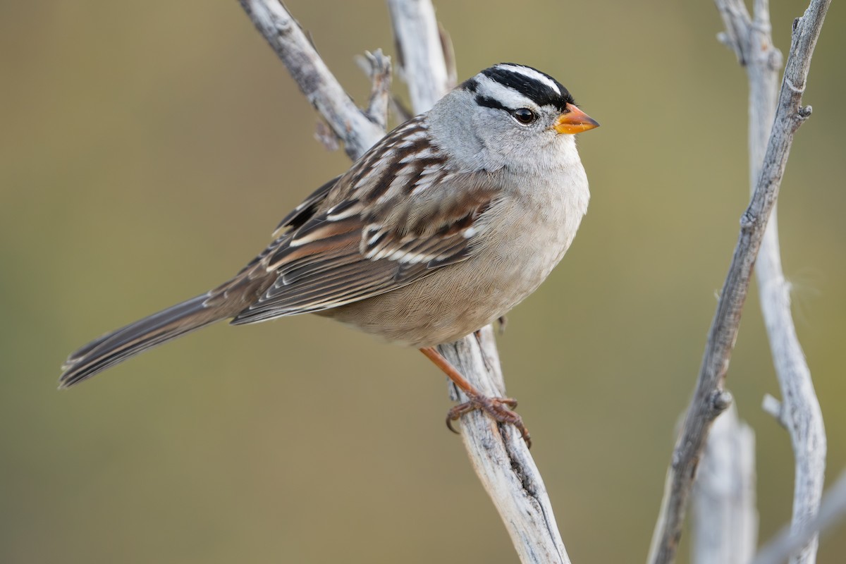 White-crowned Sparrow - ML624127703