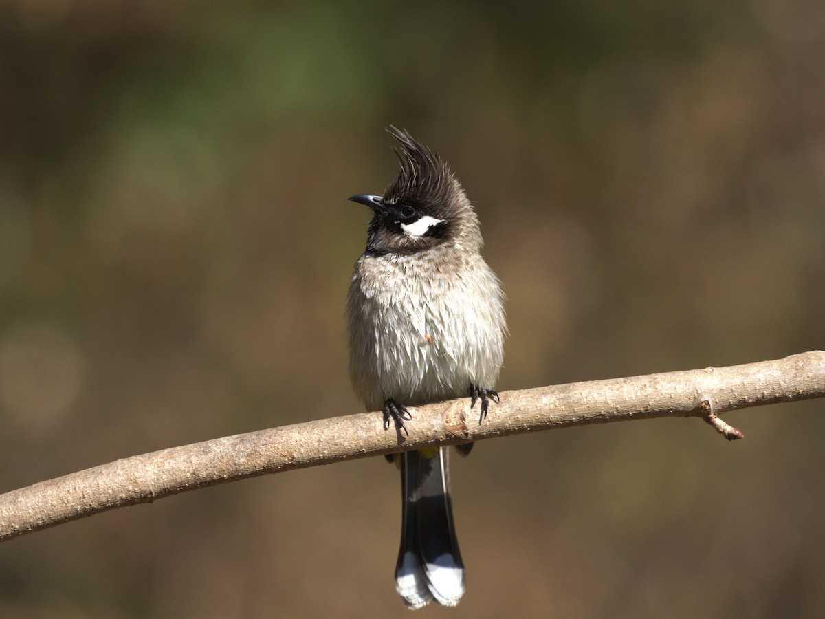 Himalayan Bulbul - ML624127704