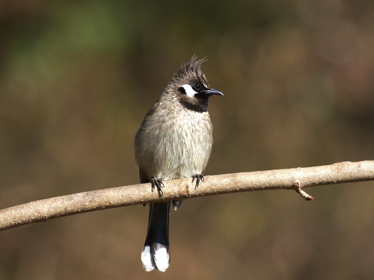 Himalayan Bulbul - ML624127705