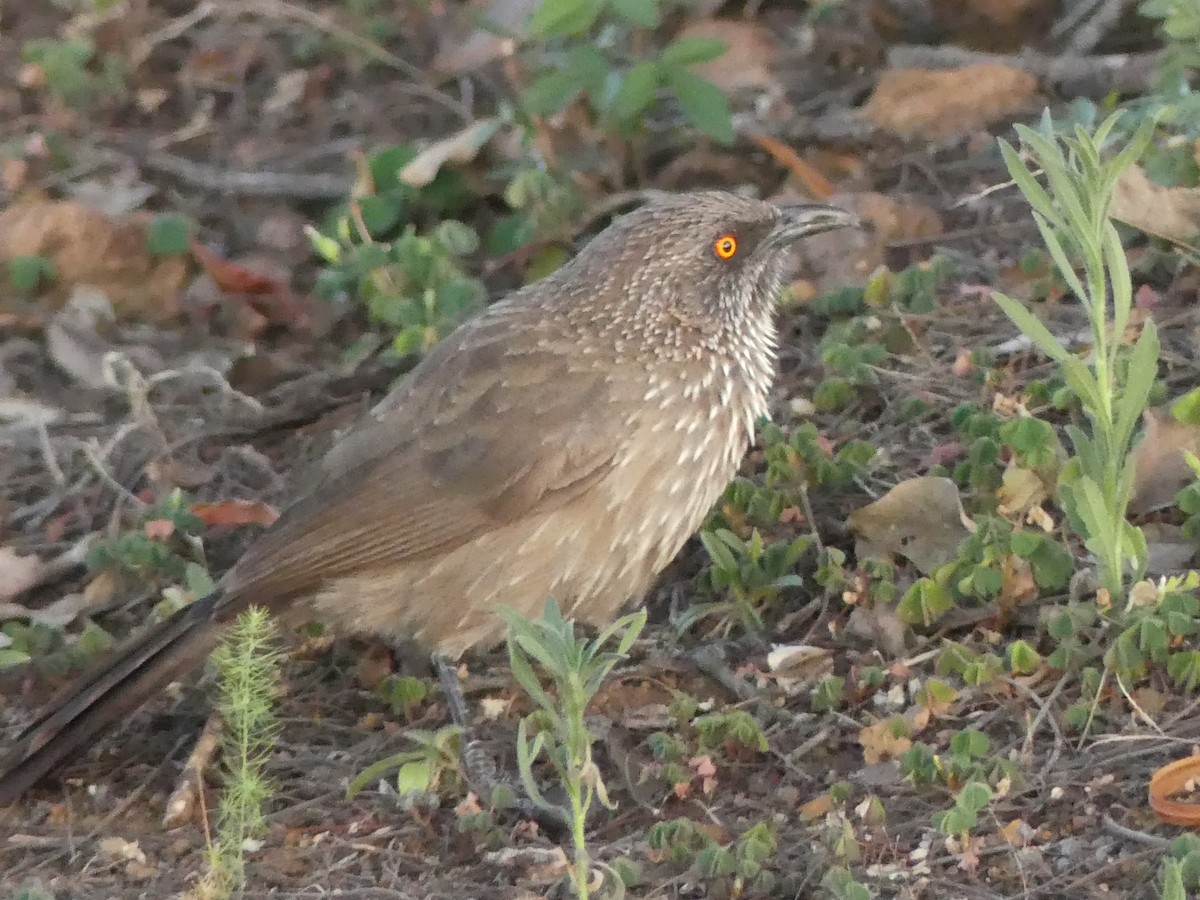 Arrow-marked Babbler - ML624127707