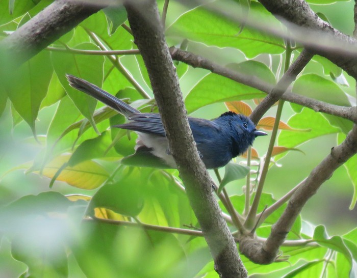 Black-naped Monarch - ML62412771