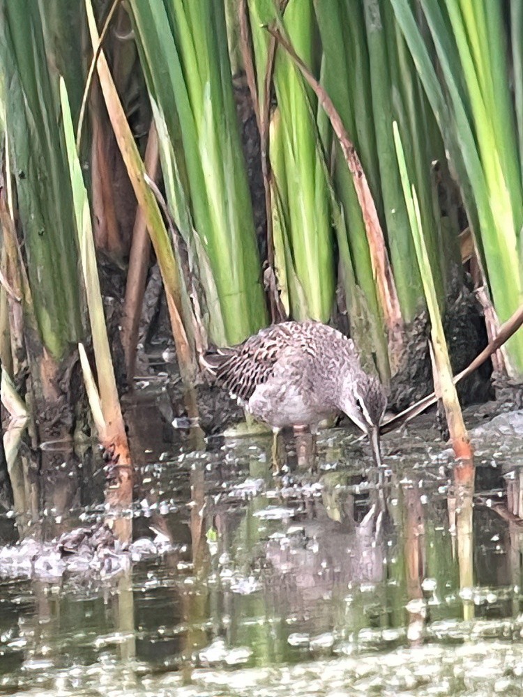 Long-billed Dowitcher - Kyle Gage