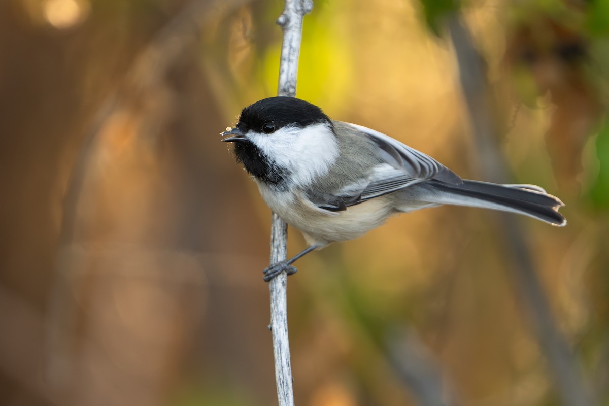 Black-capped Chickadee - ML624127824