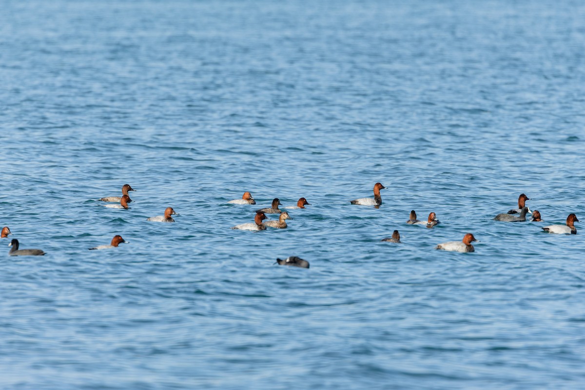 Common Pochard - Gabi Uhrova